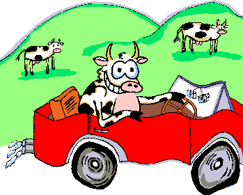 Cows