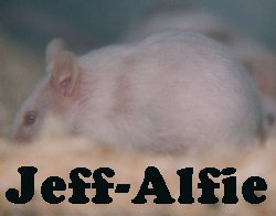 Jeff-Alfie