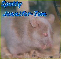 Spotty Jennifer-Tom