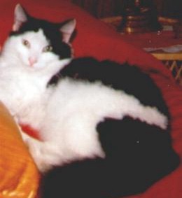 A Cat Named Puppy
