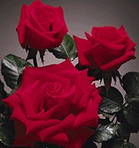 Roses