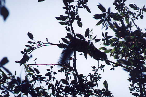 I_want's Photography -  Queen's Park Circle - Squirrel flying through the trees. - 38 kbytes
