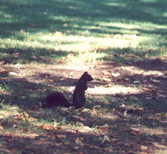I_want's Photography - Queen's Park Circle - Squirrel #2 -  31 kbytes