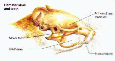a hamster skull