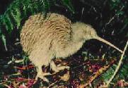 [ The New Zealand Kiwi ]