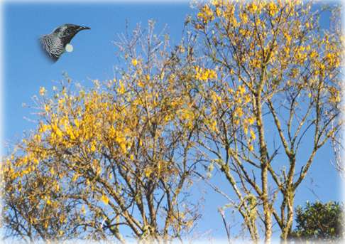 [The New Zealand Kowhai tree]