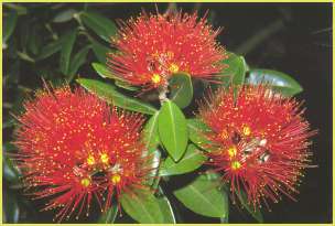 Pohutukawa Flower (Large flowering tree)