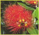 Single flower selected