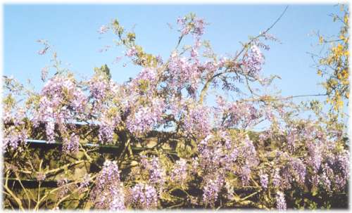 [Purple Wisteria]