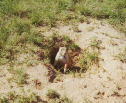 Prairie Dog