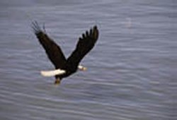Eagle.JPG