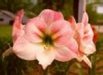Flower 3