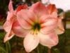 Flower 1