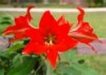 Flower 4