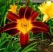 Flower 6