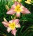 Flower 5