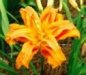 Flower 9