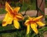 Flower 13