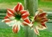 Flower 2