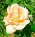 Flower 15