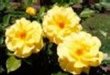 Flower 16