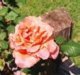 Flower 18