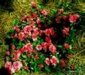Flower 19