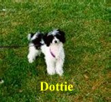 Dottie