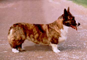 Fin Ch Mandylay's Josephine