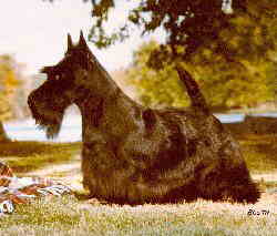 scottie dog