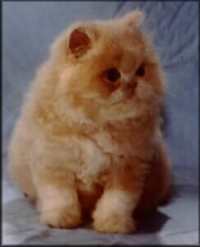 Fluffy Baby Mopster