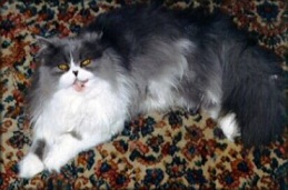 My Beautifurl Momcat