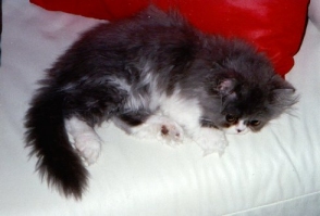 My Sisfur Susie