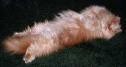 Trankilsized Mopster