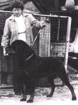 Dingo