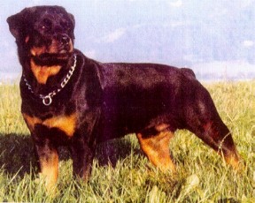 Ilco vom Fusse der Eifel