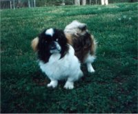 pekscody1996