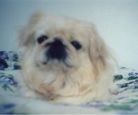 pekslacyc1999