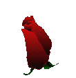 Rose2