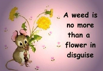 FLOWER PICTURE