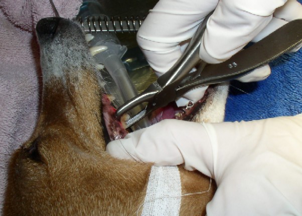 A calculus removing tool makes fast work of removing tartar