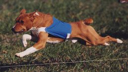 A picture of lure coursing champ Baron