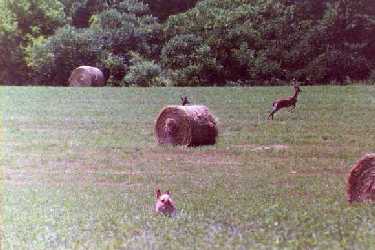 Ruby spies two white-tailed deer