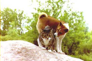 Ruby and cat friend