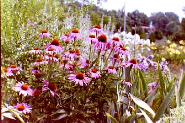 Echinacea in the north garden