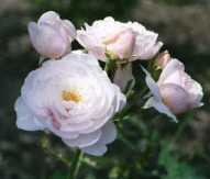 David Austin 'Heritage' Rose