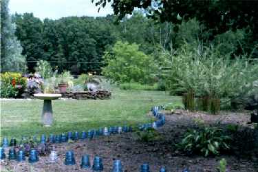 Newly planted hosta bed