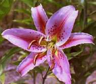 Pink Oriental lily