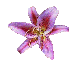 LILY BUTTON