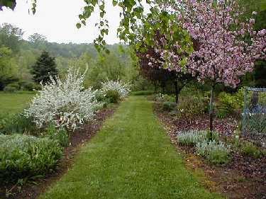 A row of flowering crabs in bloom
